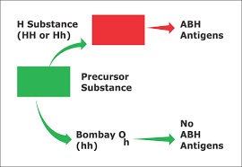 Hh Blood group